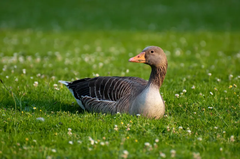 Grågås