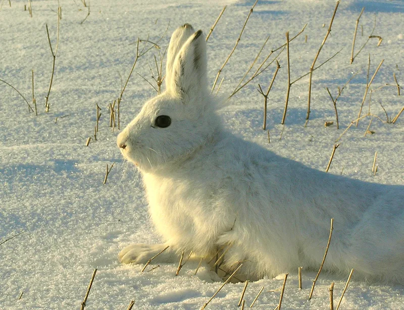 Hare