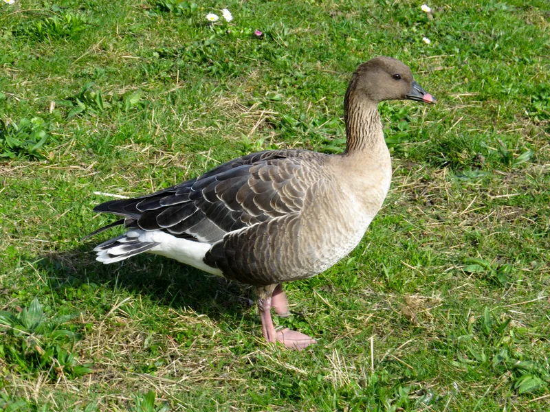 Kortnebbgås