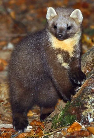 Mår