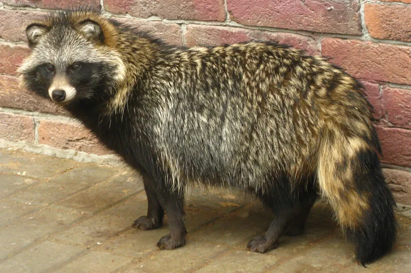 Mårhund