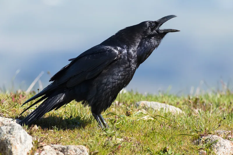 Ravn