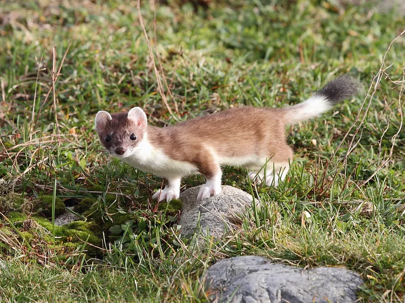Røyskatt